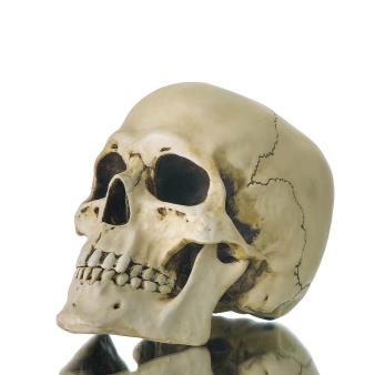 Skull 22x16cm Veronese Statue Modern Decorative